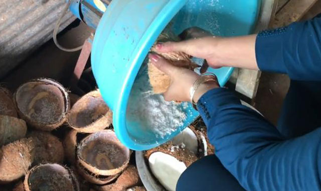 棕櫚果 棕櫚果